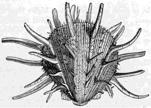 SPONDYLUS.