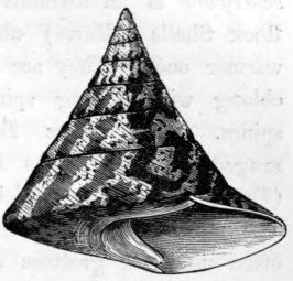 TROCHUS.