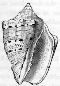 VOLUTA.