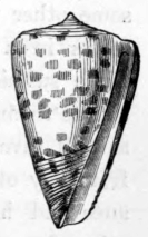 CONUS.
