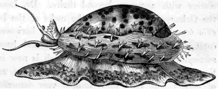 THE COWRIE (Cypræa tigris).