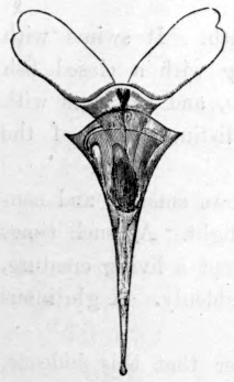 CLEODORA.