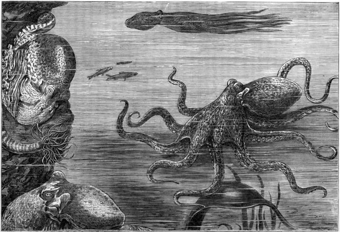 THE OCTOPUS (Octopus vulgaris.)