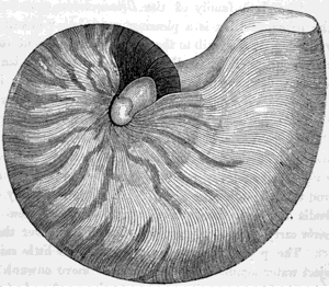 THE COMMON NAUTILUS (Nautilus pompilius.)