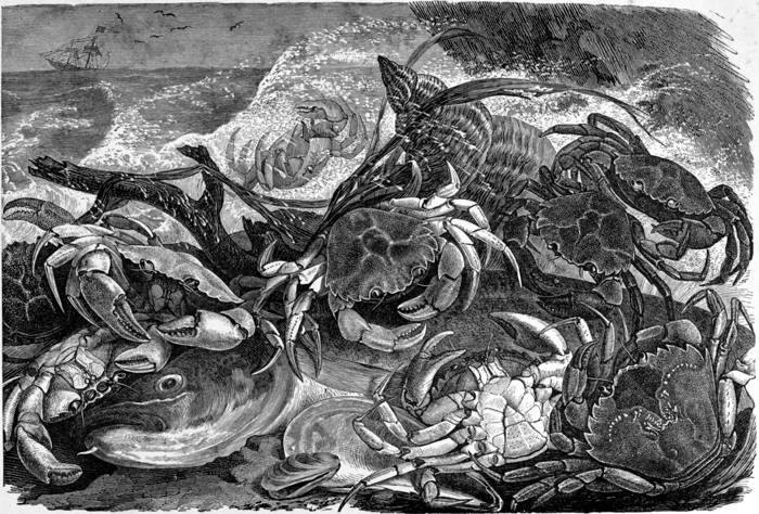 CRABS (Cancer pagurus).
