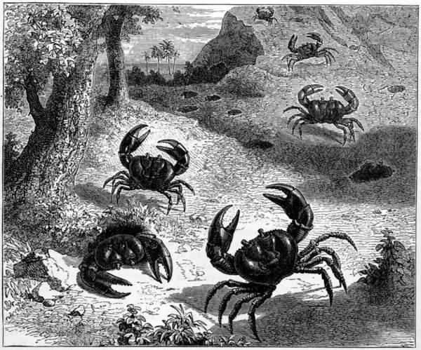 THE WEST INDIAN LAND CRAB (Gecarcinus ruricola).