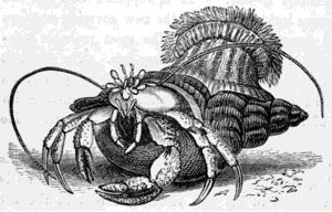 THE HERMIT CRAB (Pagurus Bernhardus).