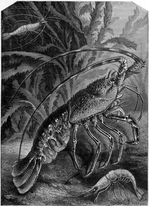 LOBSTER (Homarus vulgaris) AND PRAWNS (Palæmon serratus).