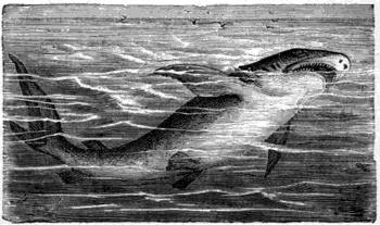 THE COMMON SHARK (Carcharias vulgaris).