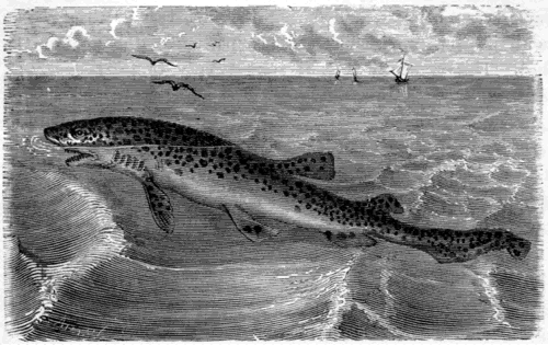 THE DOG-FISH (Acanthias vulgaris).