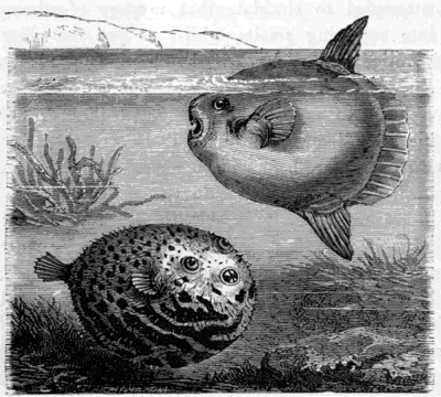 THE GLOBE-FISH (Tetrodon) AND SUN-FISH (Orthagoriscus mola).