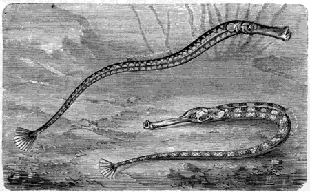 THE PIPE FISH (Syngnathus acus).