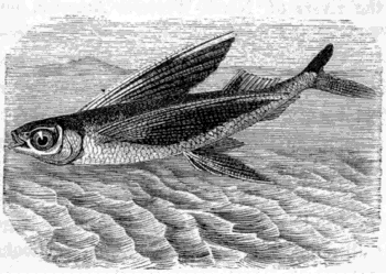 THE FLYING-FISH (Exocœtus exiliens.)