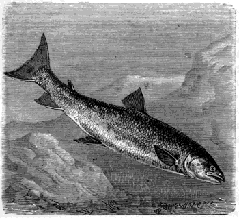 THE SALMON (Salmo salar).
