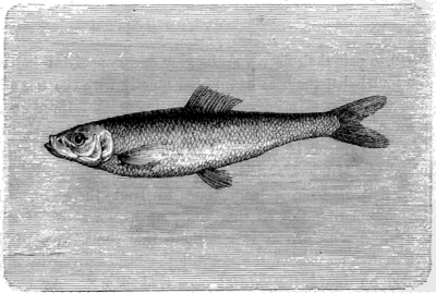 THE HERRING (Clupea harengus).