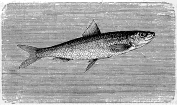 THE PILCHARD (Clupea pilchardus).
