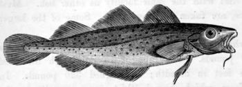THE COD (Morrhua vulgaris).