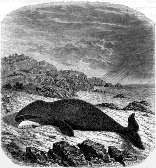 THE NORTHERN WHALE (Balina mysticetus).