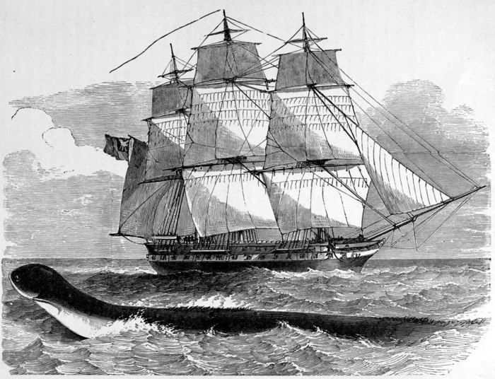 THE GREAT SEA-SERPENT WHEN FIRST SEEN FROM H.M.S. DÆDALUS.