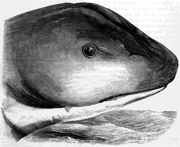 HEAD OF SEA-SERPENT. (After a Drawing by Captain M‘Quhæ.)
