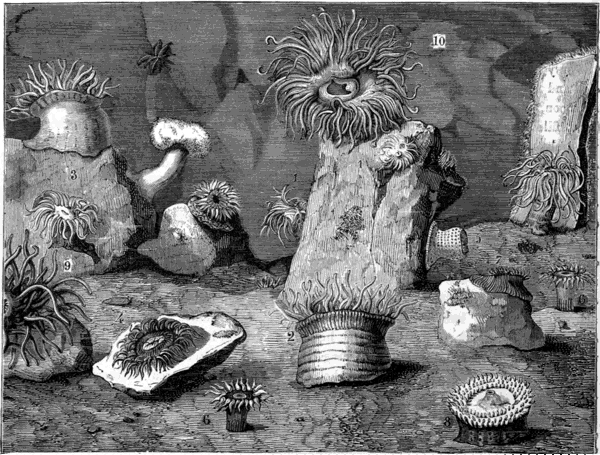 SEA ANEMONES.