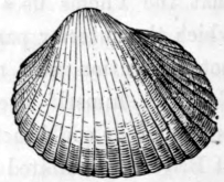 SPINOUS COCKLE.