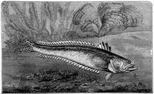 THE WEEVER FISH. (Trachinus communis.)