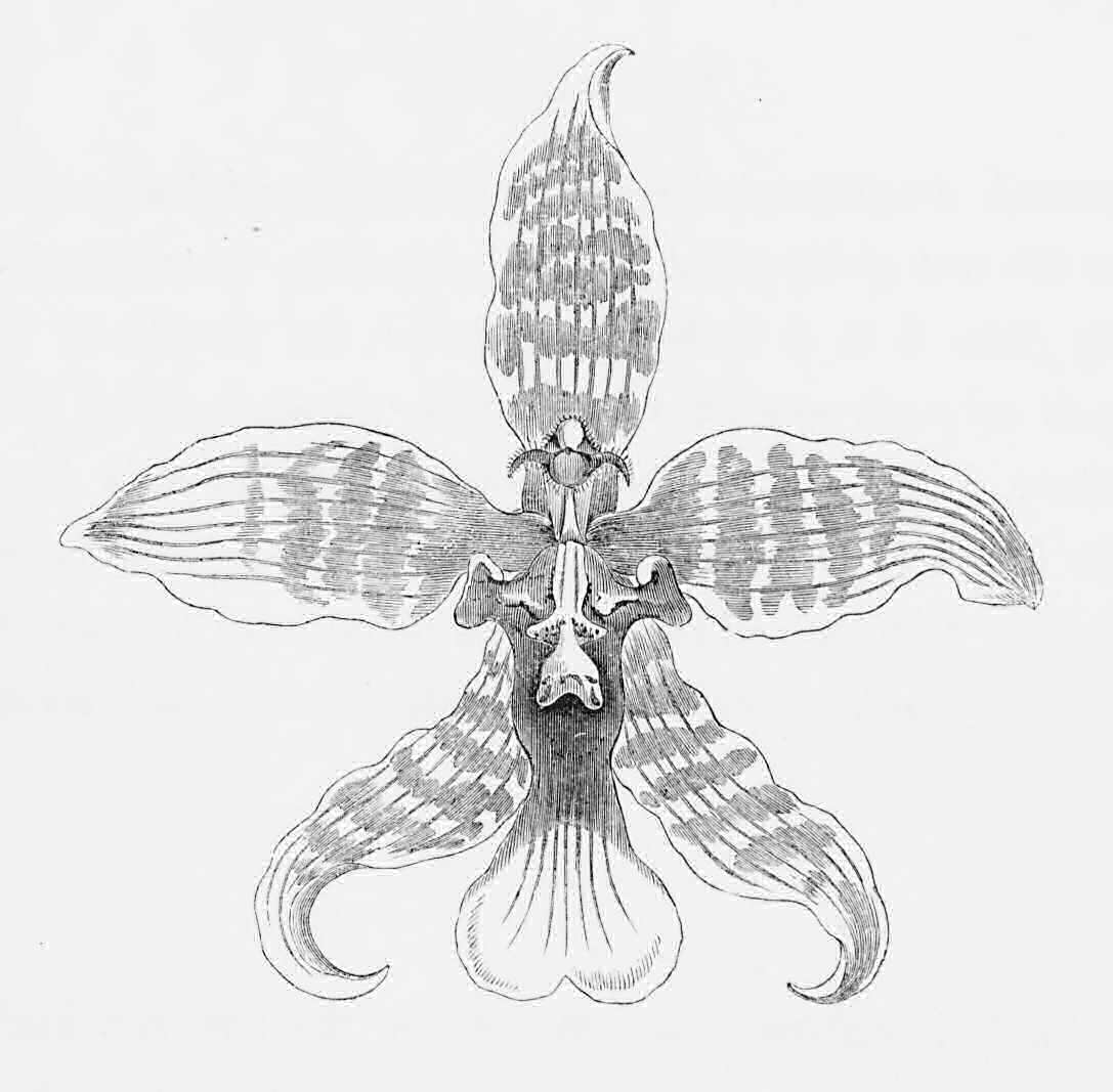 Flower of a large variety of
    Odontoglossum Insleayi