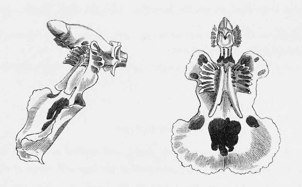 Dissections of Odontoglossum Pescatorei