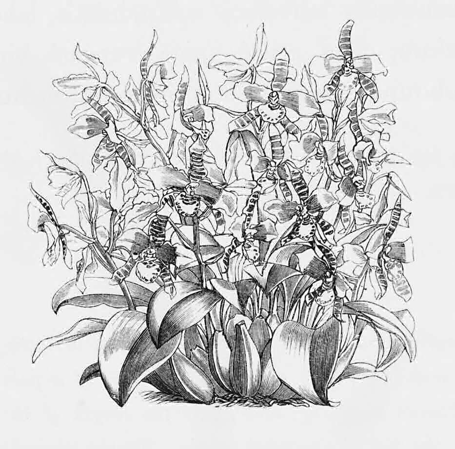 Plant of Odontoglossum grande