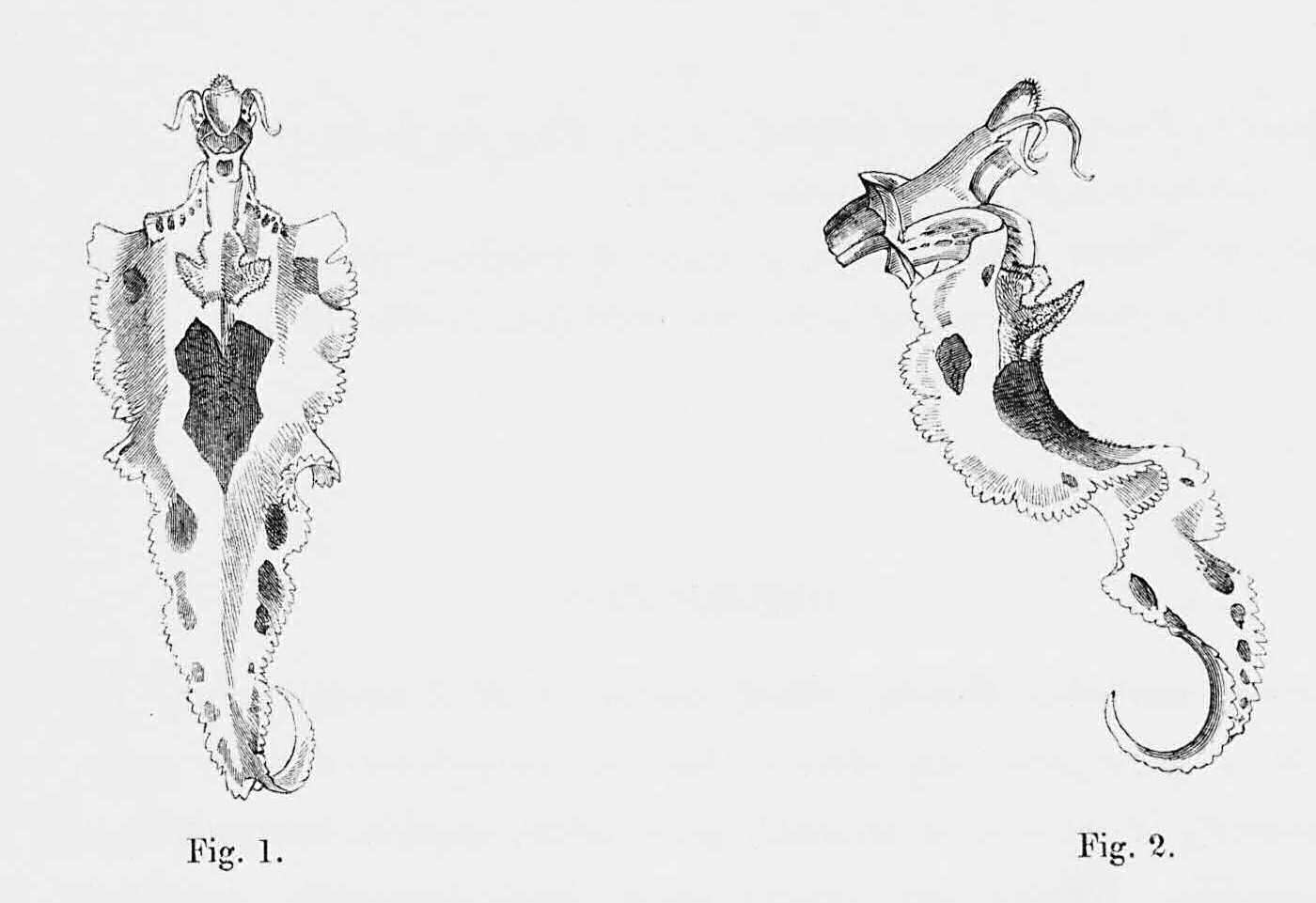 Dissections of Odontoglossum nævium