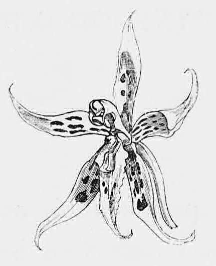 Flower of Odontoglossum gloriosum
