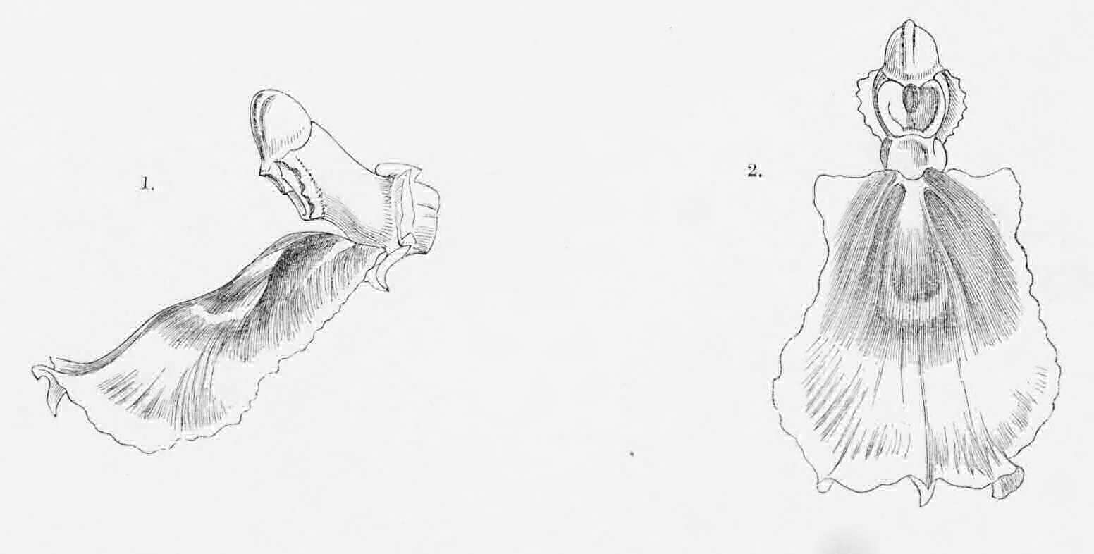 Dissections of Odontoglossum
    Reichenheimii