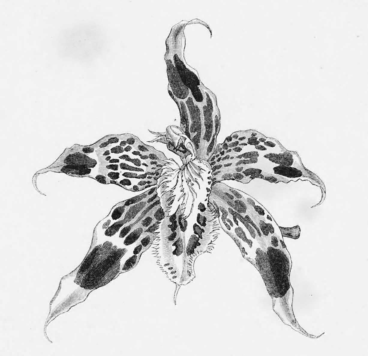 Solitary flower of a large variety of
    Odontoglossum Hallii