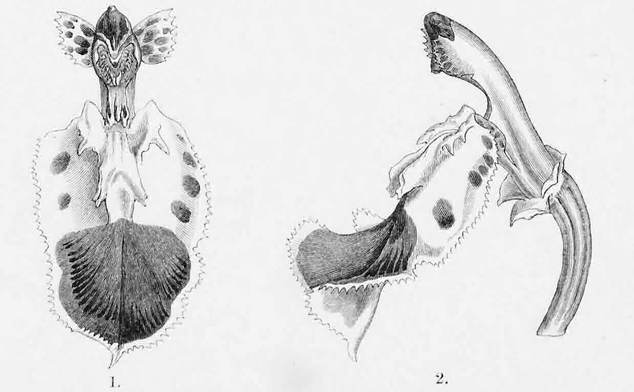 Dissections of Odontoglossum triumphans