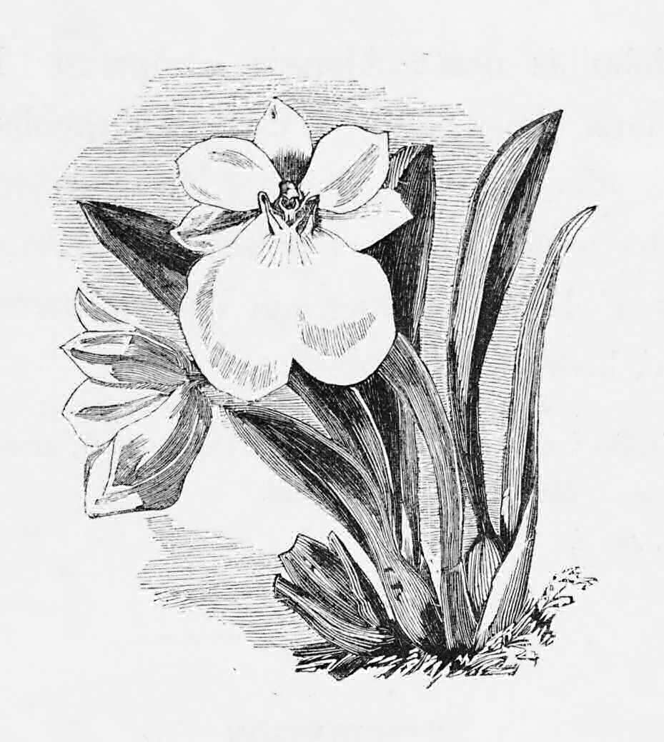 A small specimen of Odontoglossum
    vexillarium