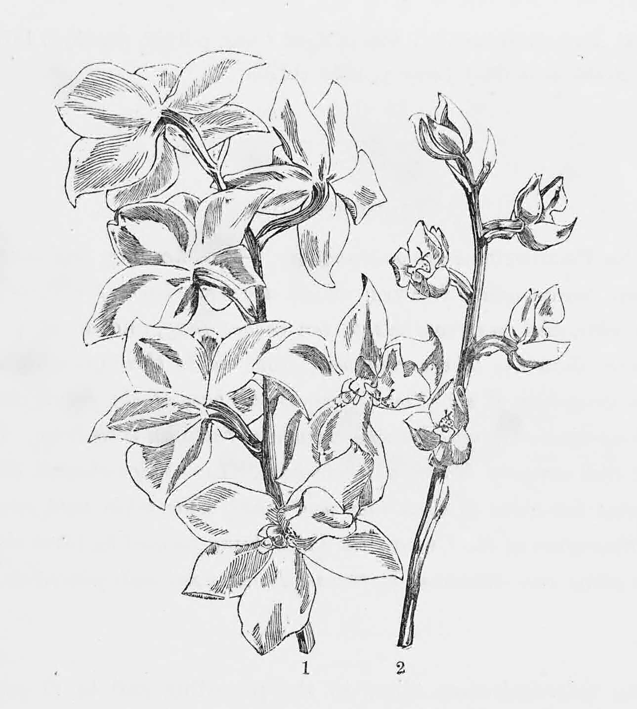 Odontoglossum pulchellum and
    Odontoglossum Egertonianum