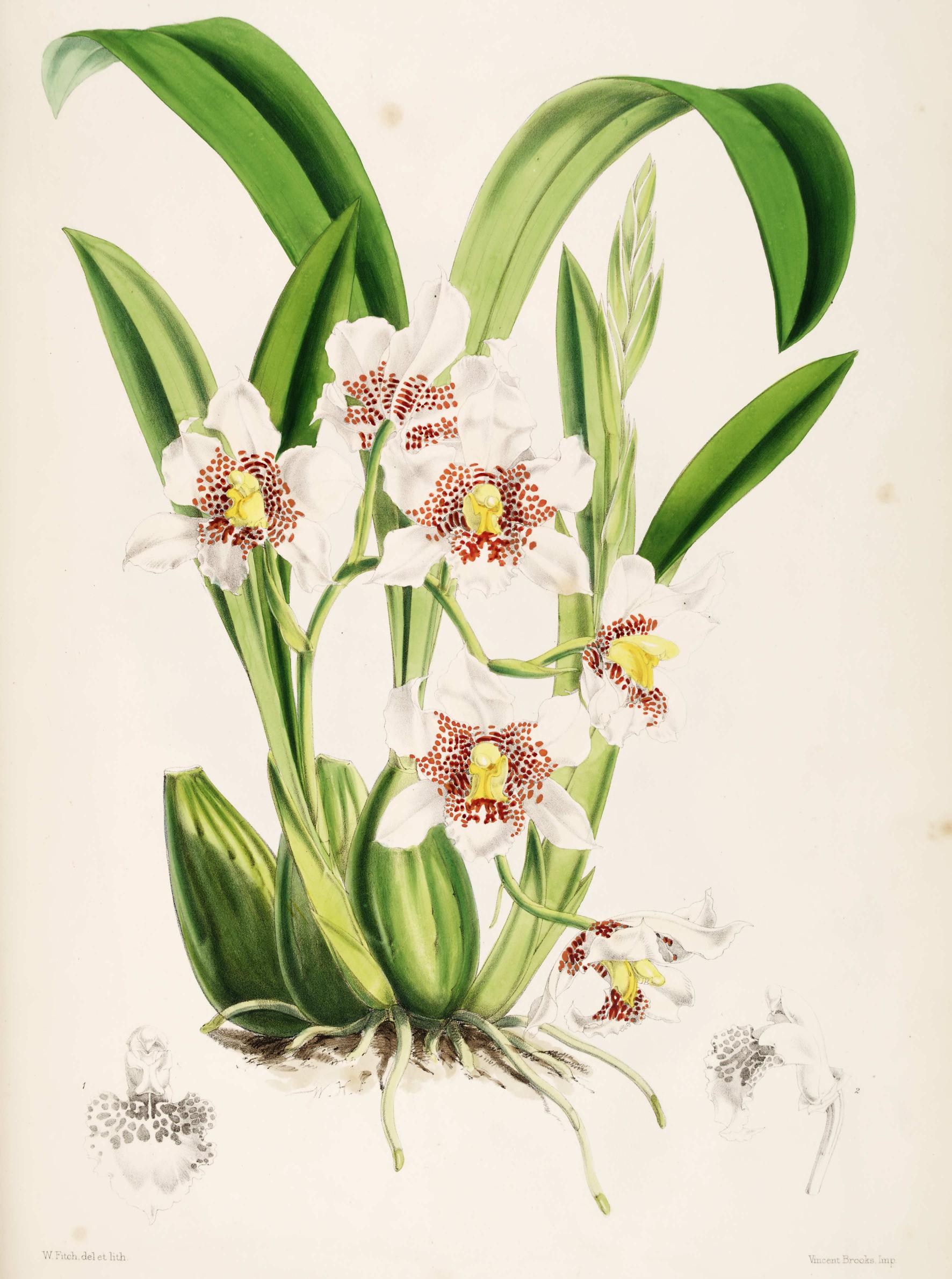 Odontoglossum nebulosum.
