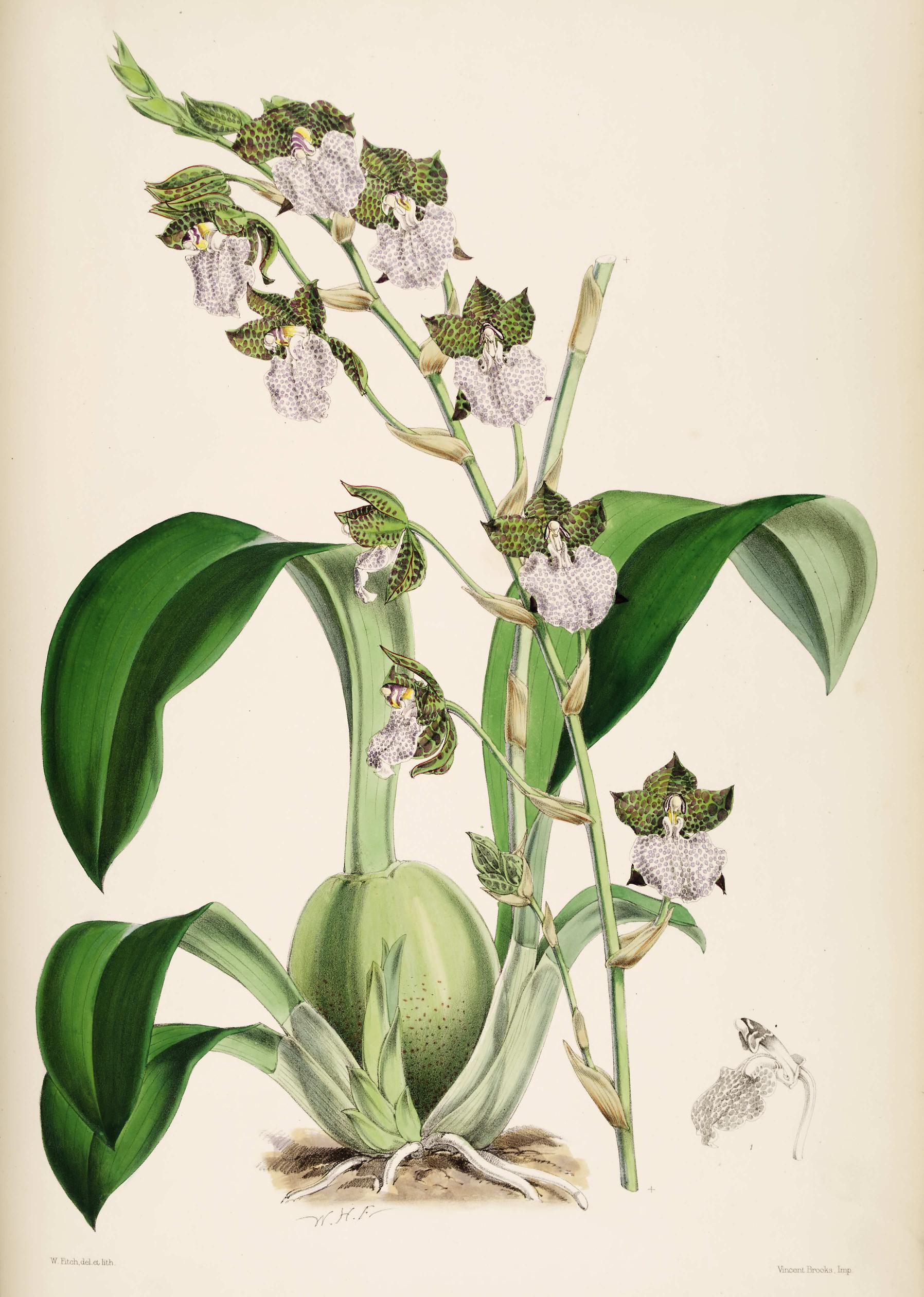 Odontoglossum Uro-Skinneri.