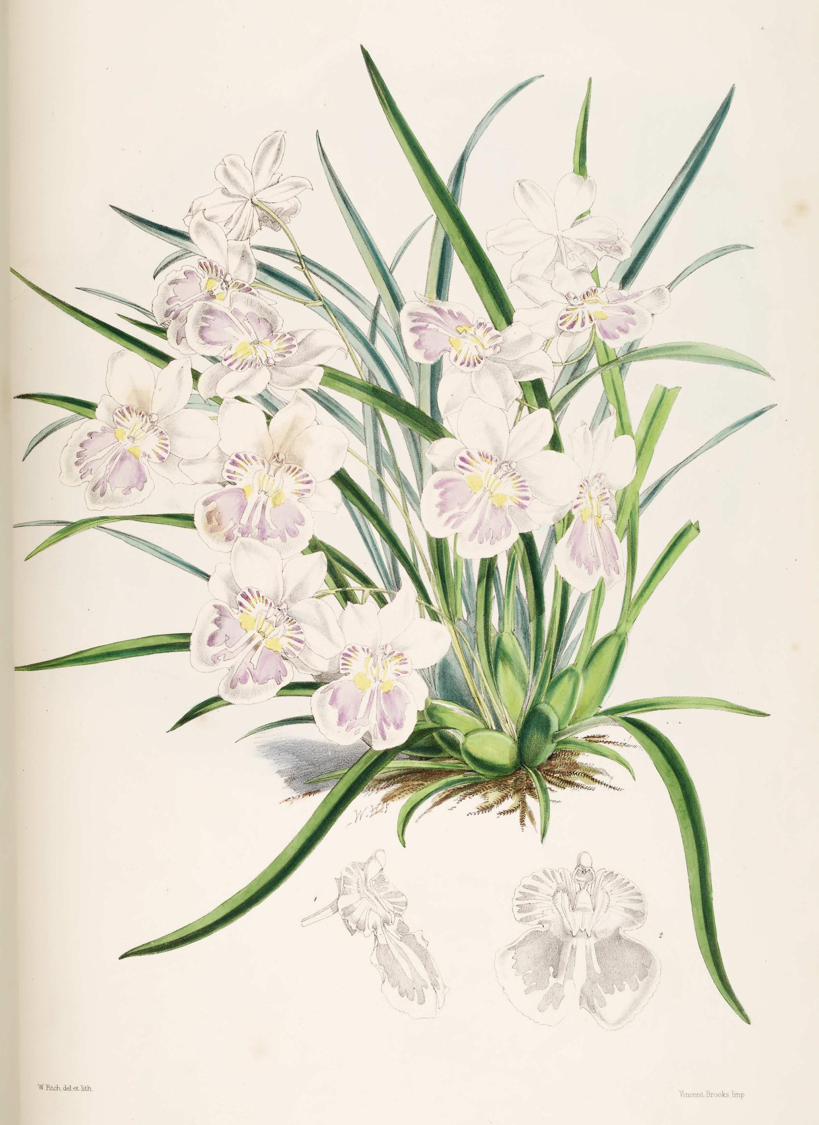 Odontoglossum phalænopsis.