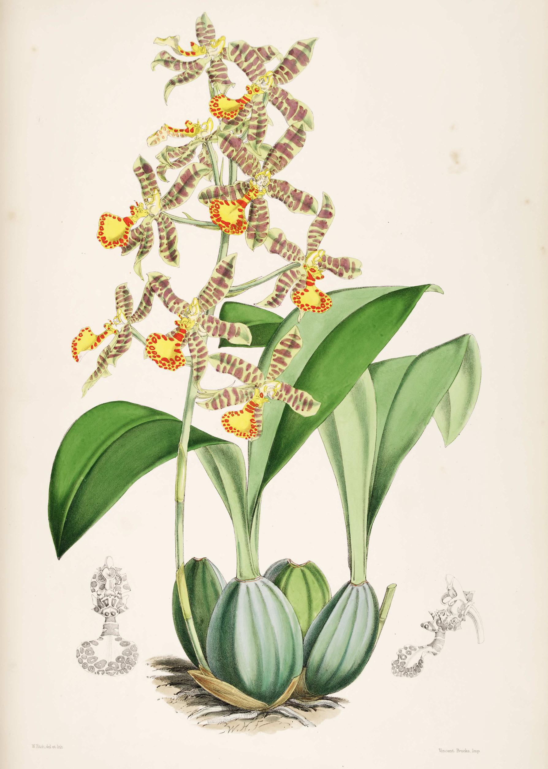 Odontoglossum Insleayii.
