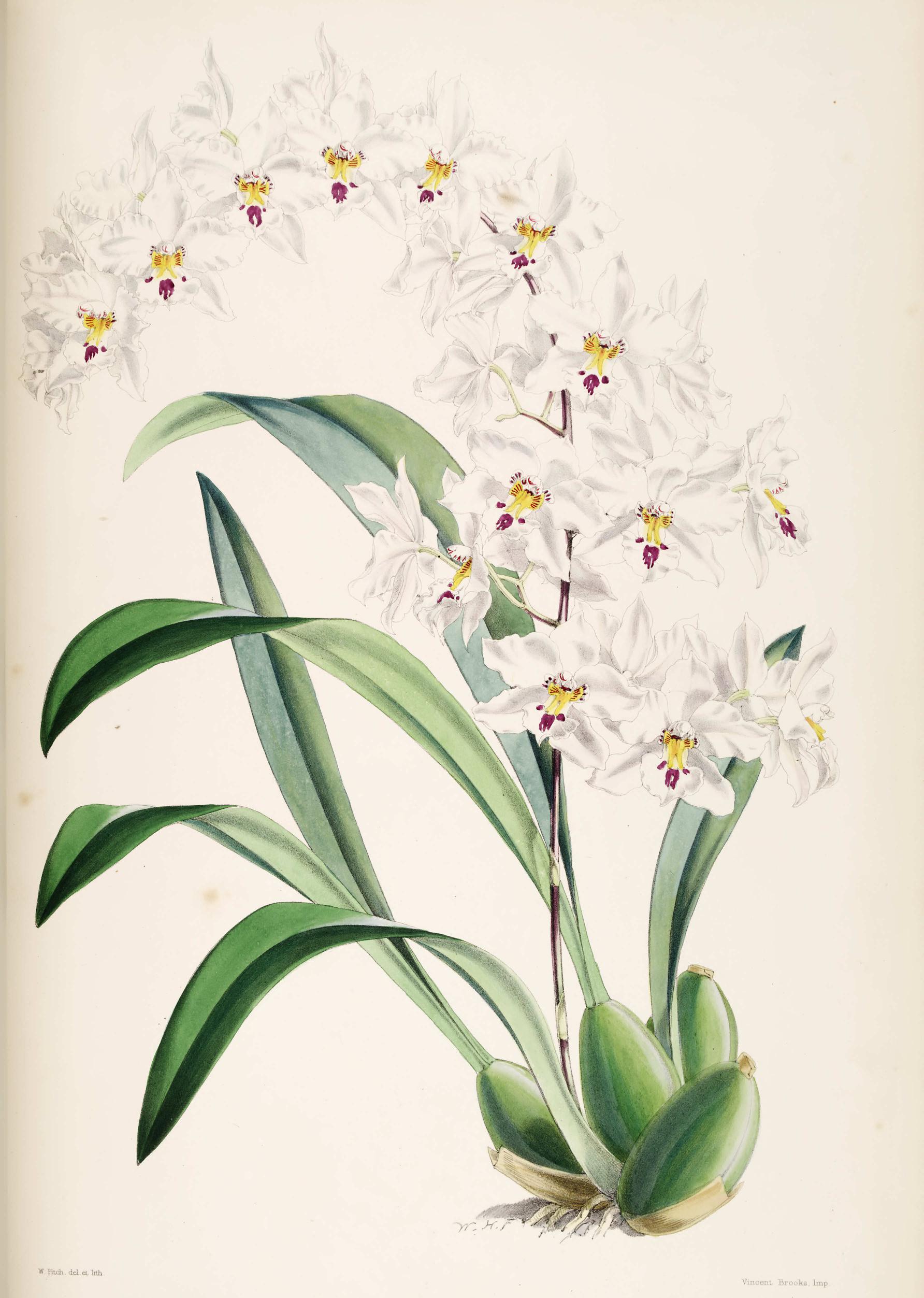 Odontoglossum Pescatorei.