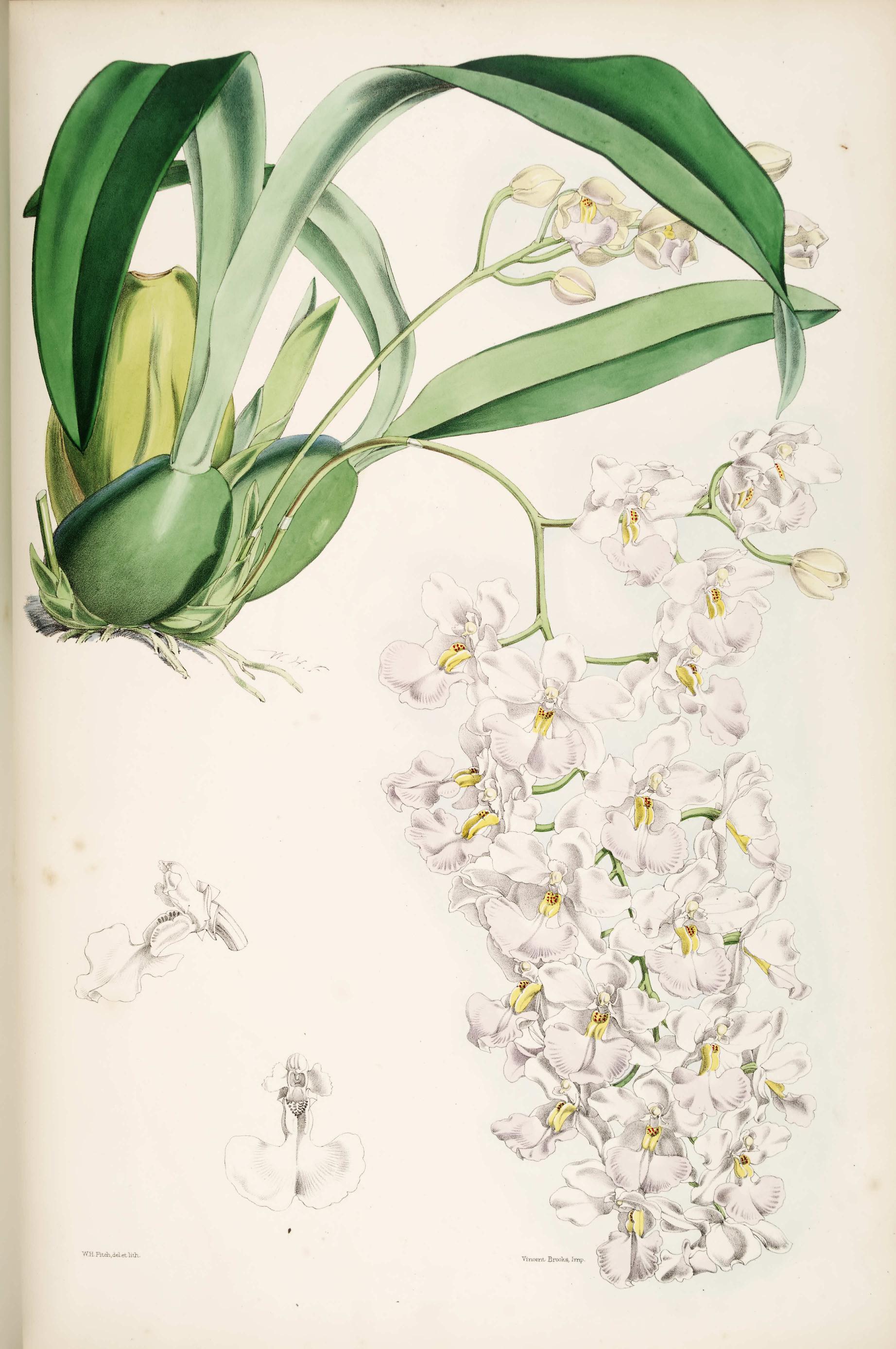 Odontoglossum pendulum.