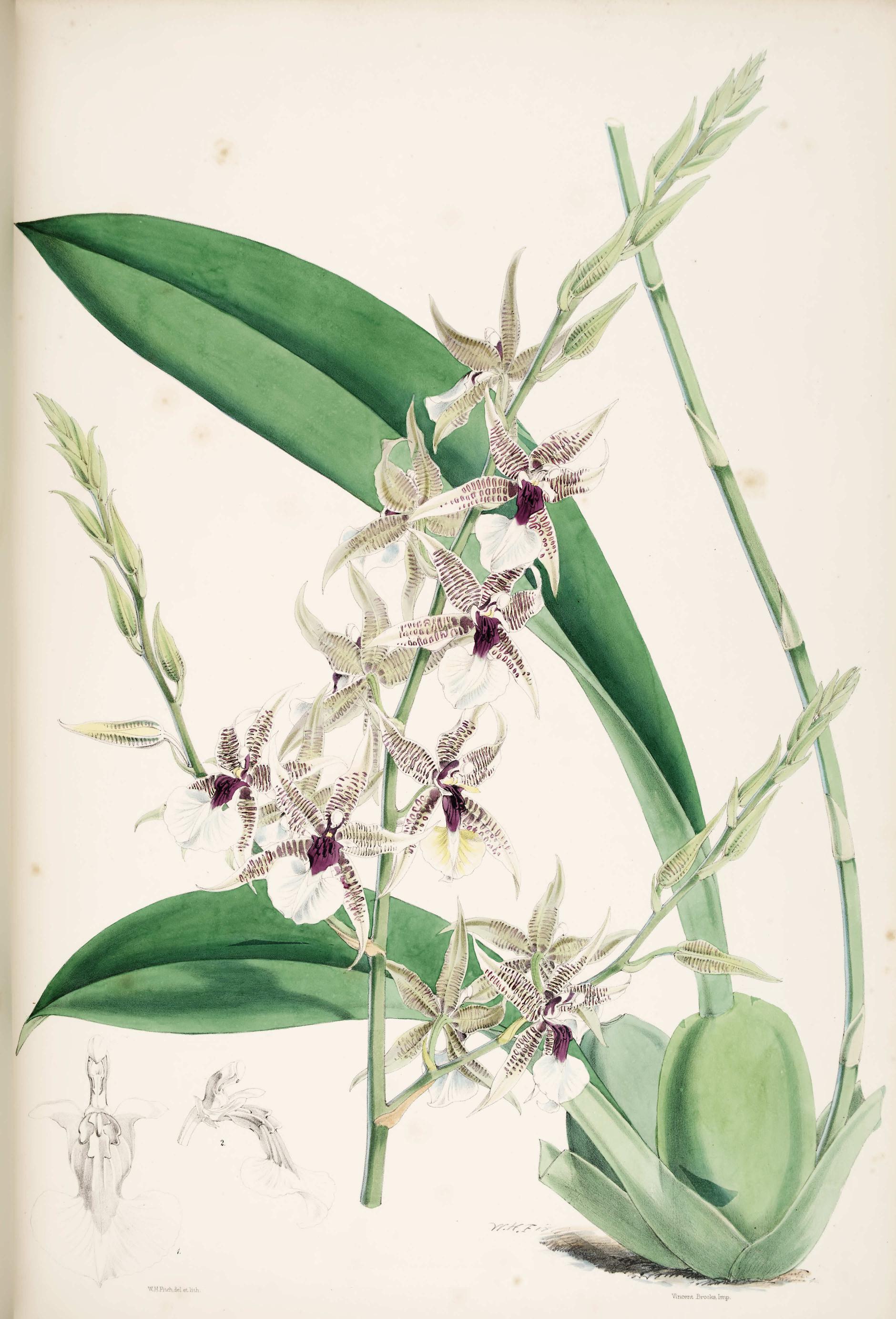 Odontoglossum hastilabium.