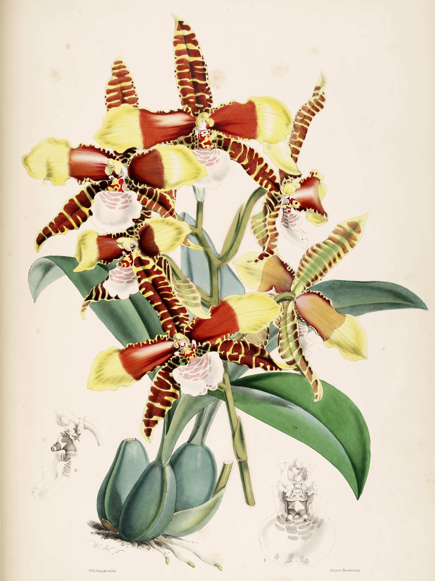 Odontoglossum grande.