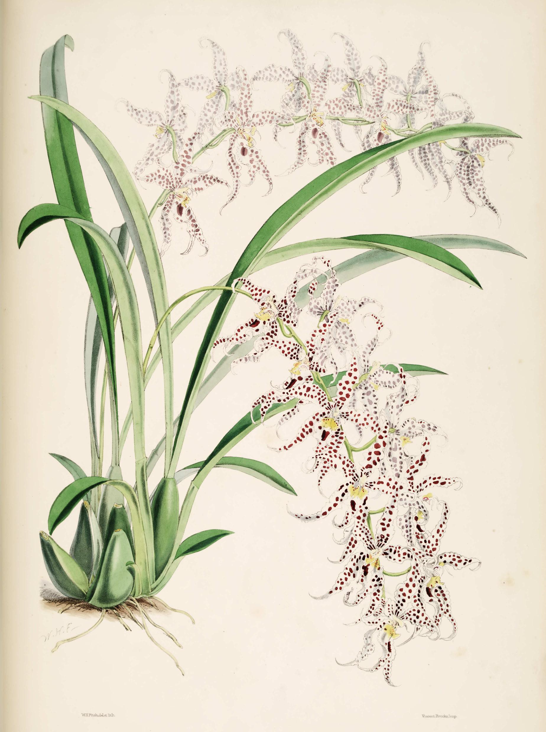 Odontoglossum nævium.