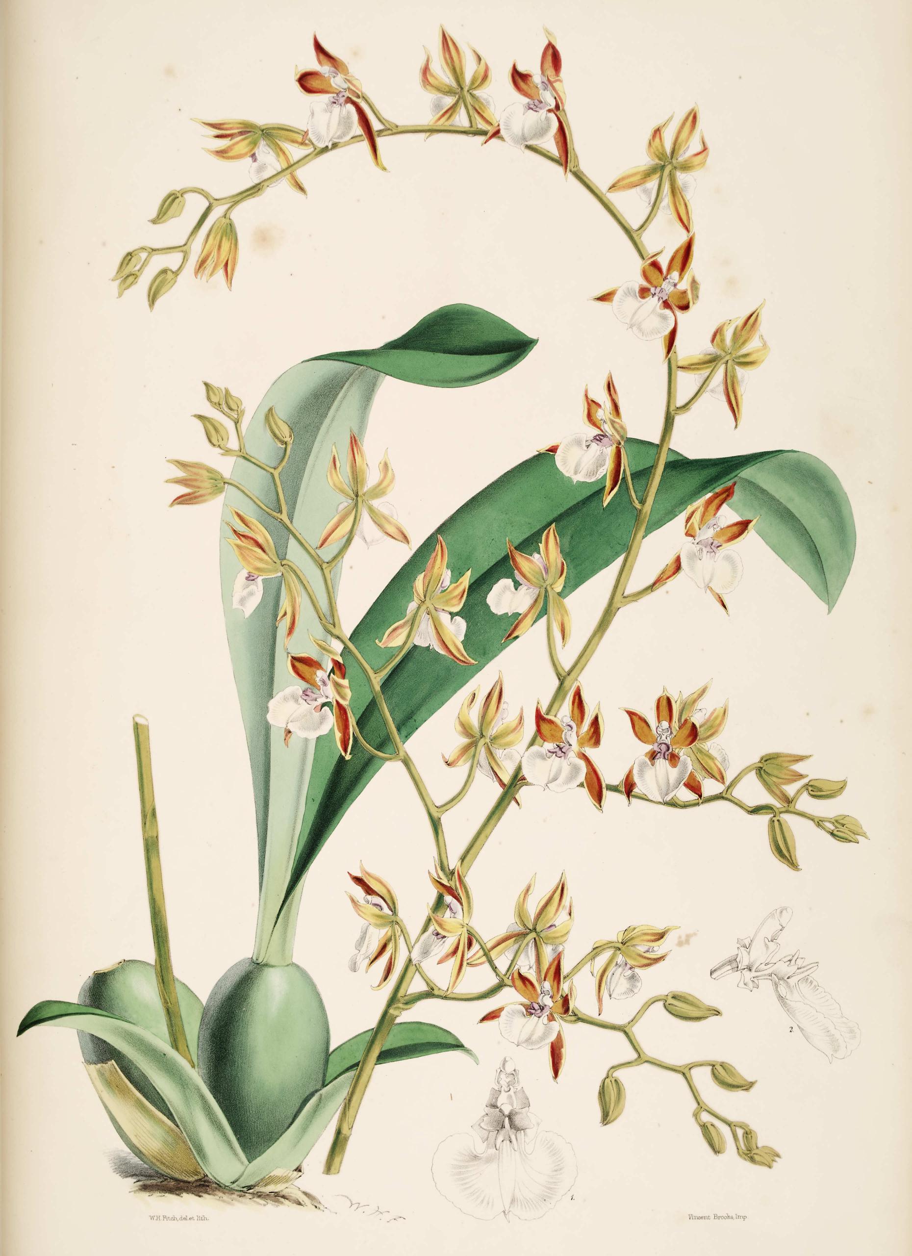Odontoglossum carinatum.