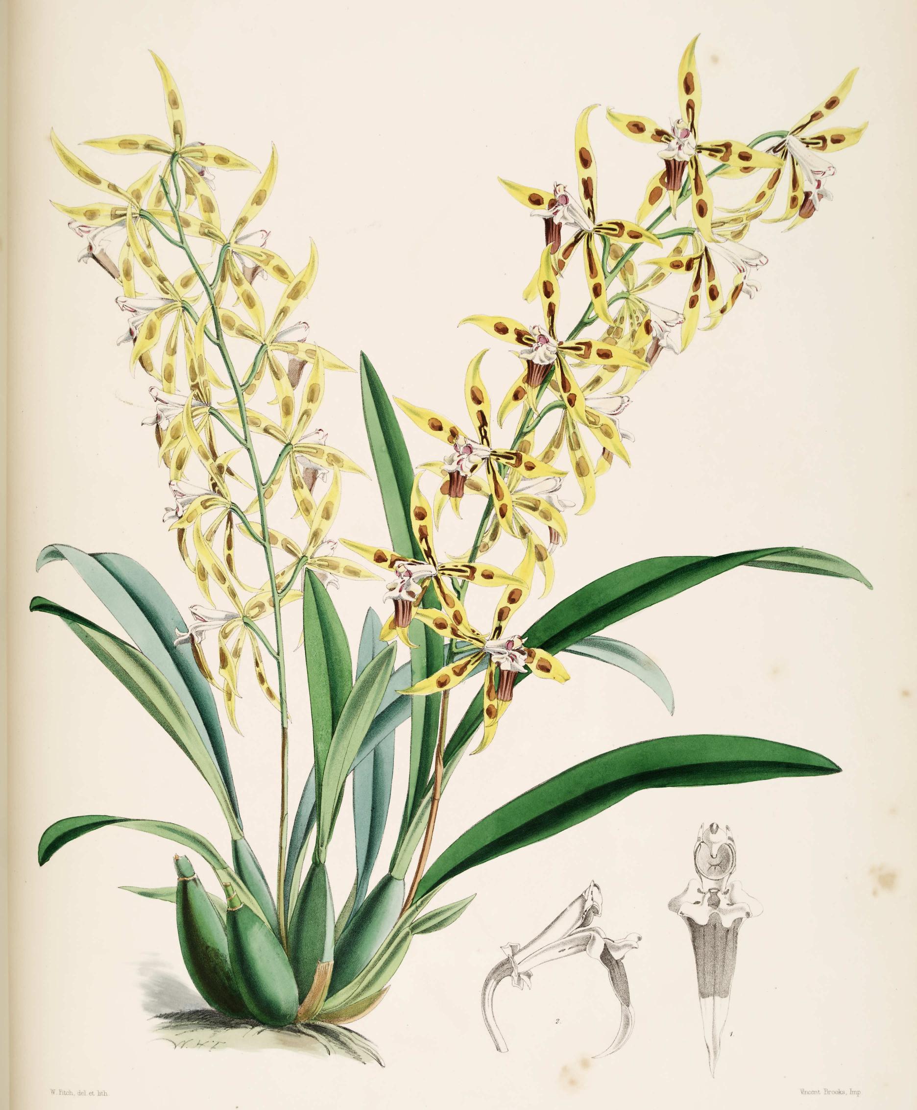 Odontoglossum Lindleyanum.
