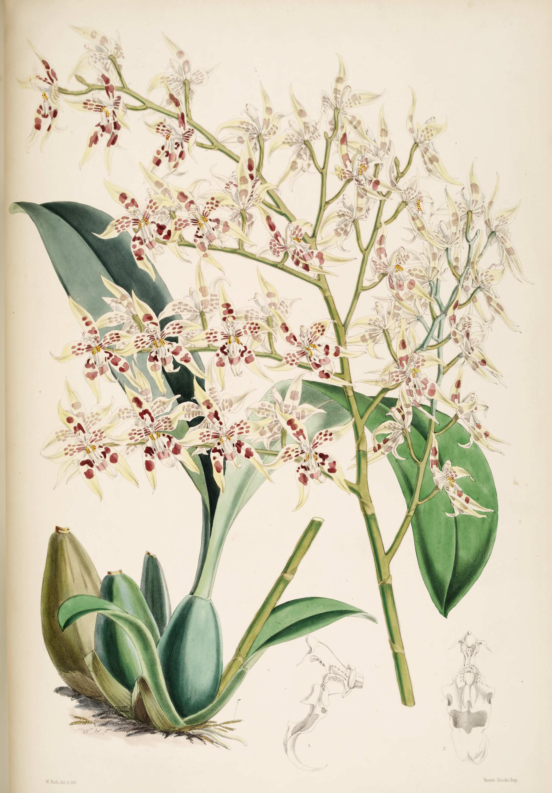 Odontoglossum gloriosum.