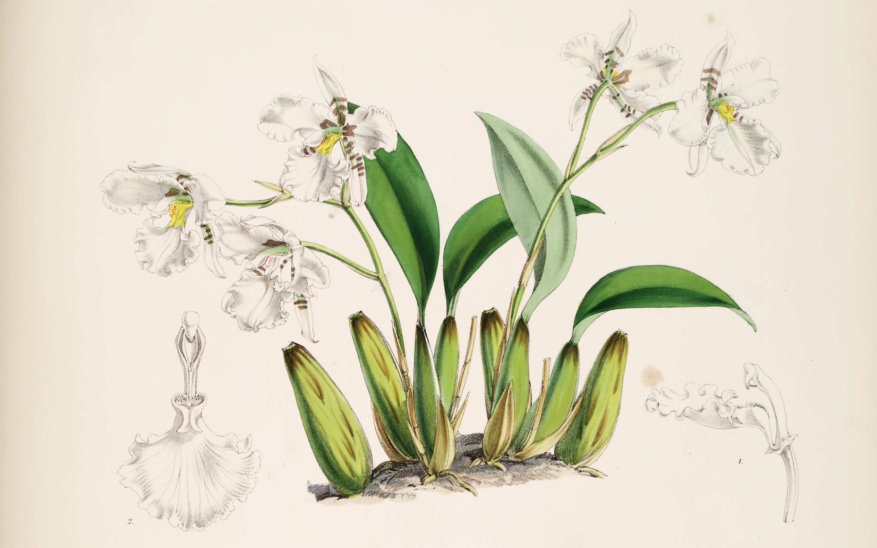 Odontoglossum Warneri.